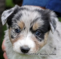 Tricolour blue merle Female border collie puppy